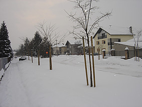 Zima u Belom Manastiru